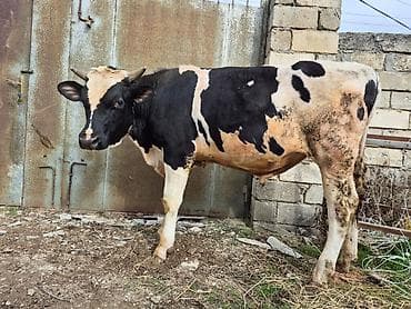 Yemlər: Təmiz cins danadı əsil damazlıqdı erkəydi — 3