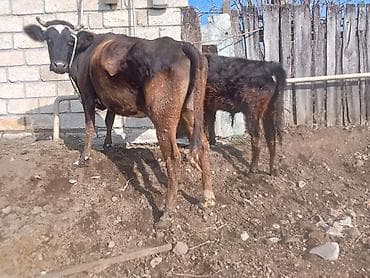gəncə toyuq satan: Satış: inək buzovu ilə - Növ: yerli südlük-ətlik tip inək - Rəng — 1