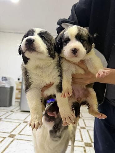 it balaca: Peyvəndli — 4