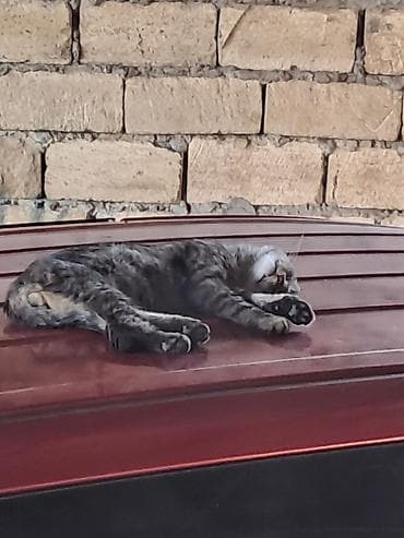Мопеды, скутеры