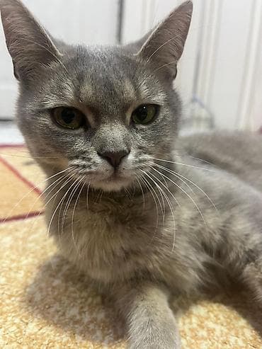 ev pisikleri qiymeti: Dişi, Yaxşı əllərə — 1