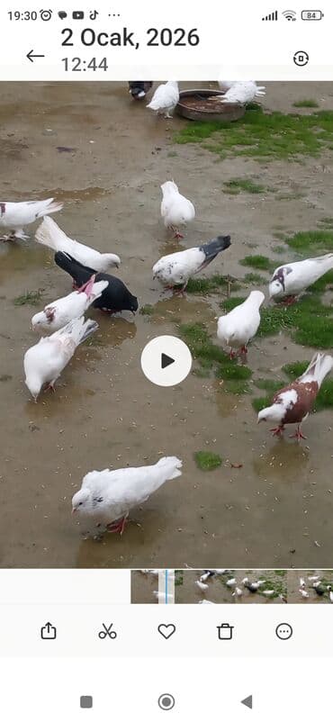 Tutulmalar satllr kom 4 manatdan tek cut ferqli qiymete lalafo.az -da Tutulmalar satllr kom 4 manatdan tek cut ferqli qiymete