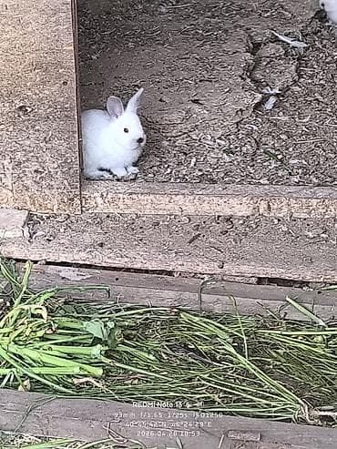 Ağ rəngli ev dovşanları Kaliforniya sort qırmızı göz dovşan balaları 2 — 2