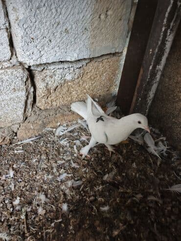 Məhsul: Bəzək göyərçini Təsvir: - Rəng: əsasən ağ, kürəyində kiçik lalafo.az -da Məhsul: Bəzək göyərçini Təsvir: - Rəng: əsasən ağ, kürəyində kiçik