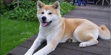 pitbul balasi satilir: Akita-inu, 1 ay, Erkek — 1