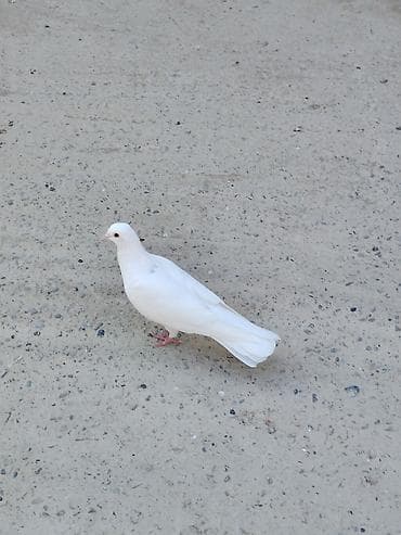 lal ördek balasi: 8 dene tutulma quslardi hansı sağlam uçuşu olanlar var Qaradağ — 4