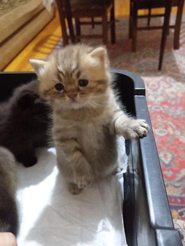 pişik: Britan — 7