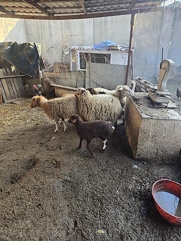 Satış: qoyun və quzular dəsti - Növ: yerli qoyun cinsi (qarışıq