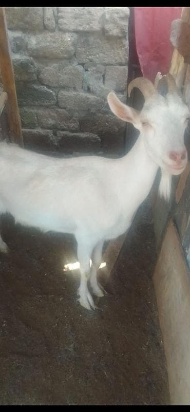 halep kecisi satilir: Salam ana keçi satilir cinsi temiz saninidi tam sağlam heyvandi — 3