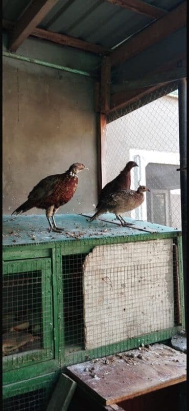 Məhsul: Qırmızı fazanlar (Phasianus colchicus) Qırqovul rum qafqaz -