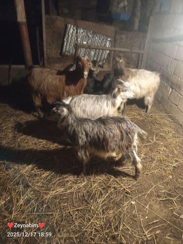 Inəklər, öküzlər: 7 bas disi damazliga yararli elde saxlanan tam saglam keci cepis — 2