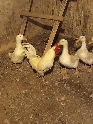 Məhsul: Ağ xoruz 1 yaş 5 aylıq çəki 2.500 qiymət sondu! Təsvir: - Ağ