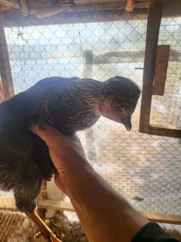 клетки для кур несушек купить в бишкеке: Kəkilli kənd fərələri 4 aylıq 10 ədəd 19 manatadi fərələr 12 manat — 5