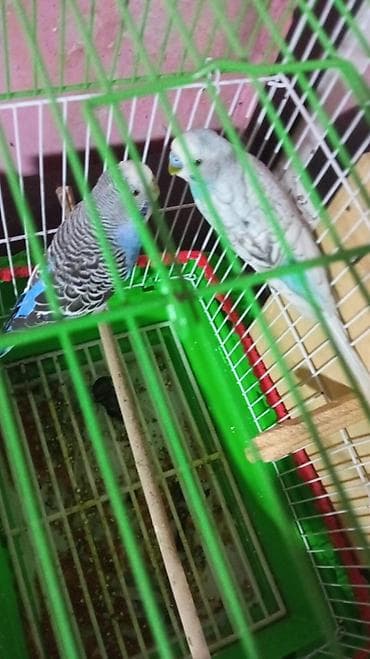 qızıl balıq akvarium: Cut yuvayla birlikde — 2
