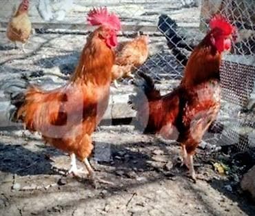 İtlər: Qırmızı ləçəklı xoruzlar – həyətyanı təsərrüfat üçün - Cins tipi — 1