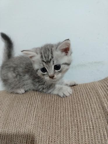 шиншилла грызун: Шиншилла, Самка, Самовывоз — 3