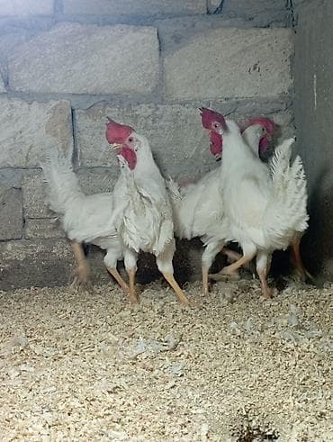 itlerin satisi 2017: Salam 5 Ədəd 5 Aylıq XoRuZLaR Satılır Hamsi Bir Yerdə Satılır sonu 70 — 3