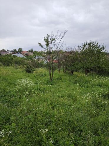 yeni günəşlidə kirayə ev: 33 sot, Tikinti, Maklerlər narahat etməsin, Kupça (Çıxarış) — 5