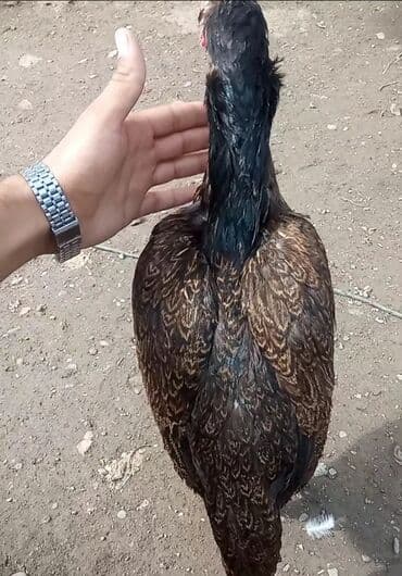 liqorin toyuqlar: Toyuq, Damazlıq, Pulsuz çatdırılma — 1