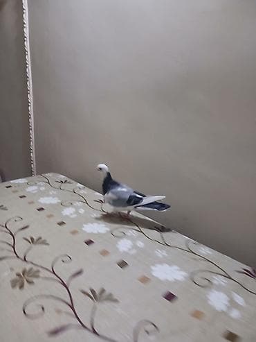 heyvan: Göy ag bas ag per erkey mayaliqi bilinmir baladan qalxma heyvandi tam — 4