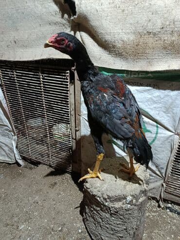 Alfa Romeo: Super heyvanar var — 1