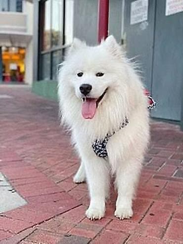 cins heyvanlar: Samoyed, 4 ay — 3