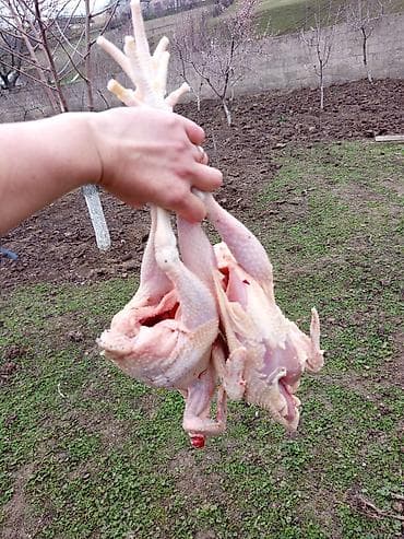 desmal destleri instagram: Kənd toyuğu Toyuq Bütöv — 1