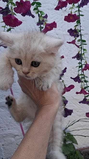 Собаки: Шиншилла, Самка, В добрые руки, Самовывоз, Платная доставка — 5