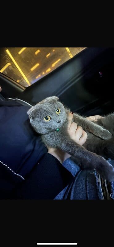 Volkswagen: Шотладская вислоухая, Самовывоз — 1