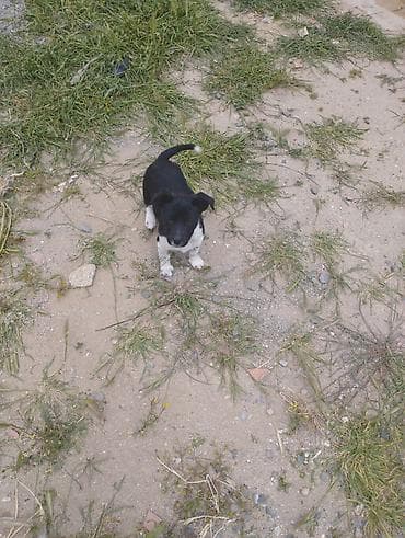 Zvonok, 1 ay, Dişi, Cütləşmə üçün, Ödənişli çatdırılma