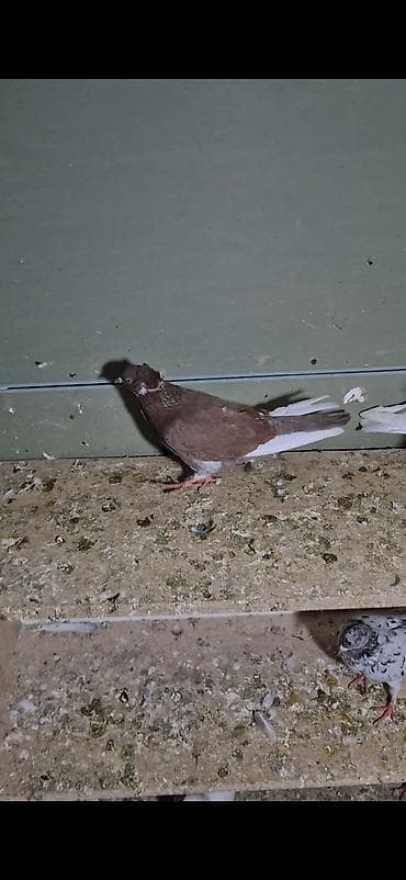 arpa bugda satisi: Salam olsun hər kəsə 6dənə tutulma heyvanlardı 6sı 70 manat ünvan bakı — 8