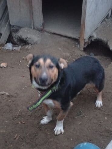 həyət qazı: Erkek — 2