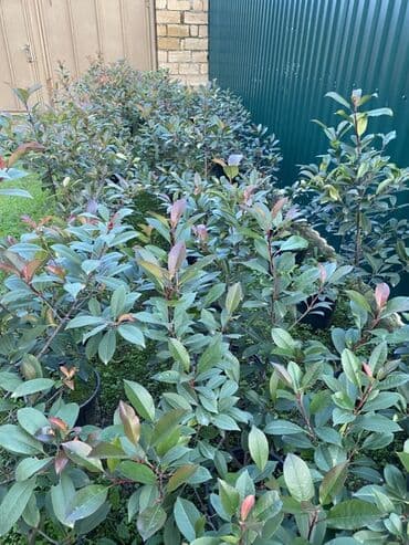 Buket güllər: 🌿 Satılır – Dekorativ Həyət və Bağ Bitkiləri 🌳 Həyət və bağların — 8