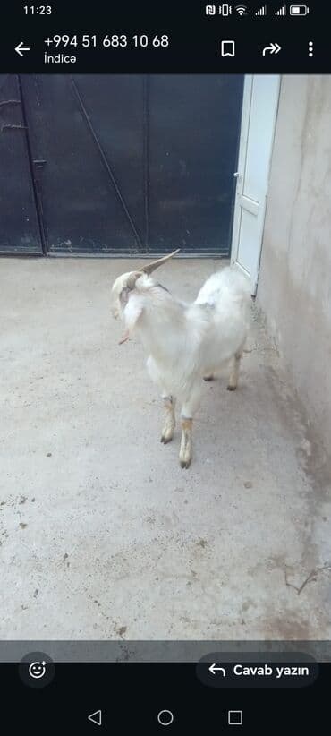 Balıq: Satilir 150 manat dan sort ke — 4