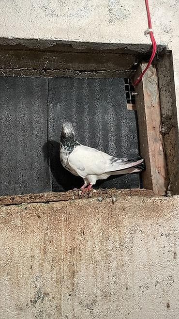 qu qusu: Temiz gözü ağ pakistan erkeydi Məhsul: Göyərçin (ağ rəng — 3