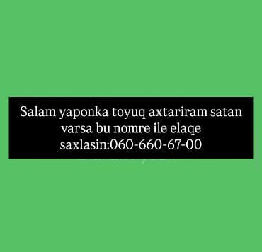 Toyuq, Damazlıq lalafo.az -da Toyuq, Damazlıq