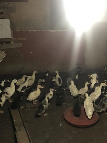 kangal balalari: 35-45 Günluk ördek balalari 35/5- 45/6 13-Gunluk Ördek balalari 3.70 — 2