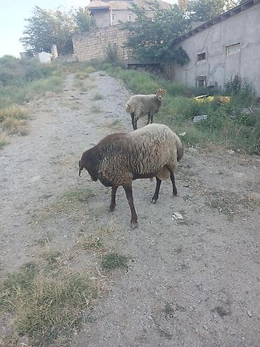 bakida at bazari: Qoyun və qoç – 2 baş

bogaz qoyun və qoc cüt satıram 700m — 5