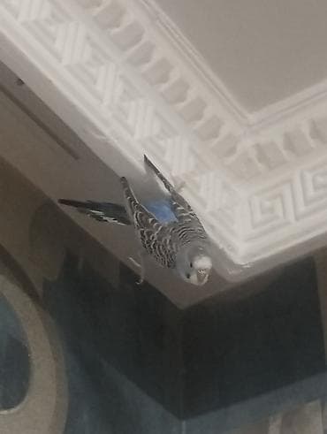 ev quslari haqqinda elmi melumat: Məhsul: 2 ədəd mavi-çəhrayı tonlarda dalğıc (büdcəri) tutuquşu və — 3