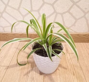 высокий кактус: Otaq Bitkisi


Çatdırılma Metro Sos 2azn — 2