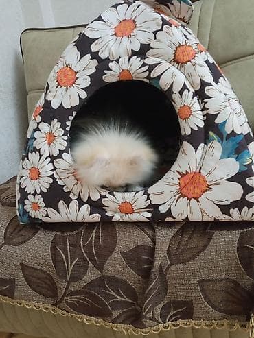 pomeranian şpitz: Şpitz, 4 ay, Dişi, Peyvəndli, Ünvandan götürmə — 5