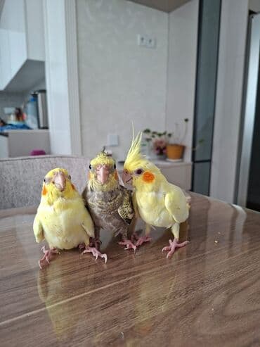 geref qusu rus dilinde: Korella 3ayliq. Adlarin bilirler rucnoydilar. Atasi daniwir 5soz — 2