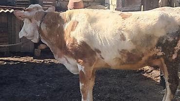 Mal-qara: Dişi, Simental, il: 3, 450 kq — 8