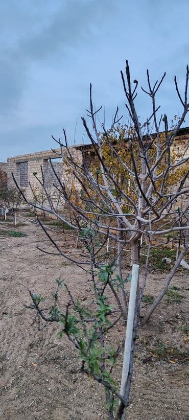 turkanda evlər: Bakı, Türkan qəs., 150 kv. m, 5 otaqlı, Hovuzsuz, Artezian quyusu, İnternet, Su — 7