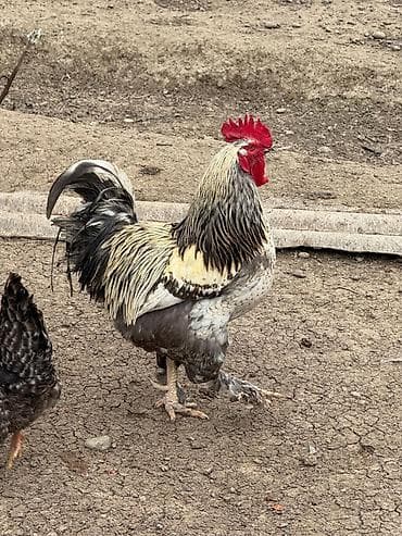bala itlerin satisi: Tam saglam iri kend xoruzlari satılır hem kesmeye hem damazliq ucu — 2