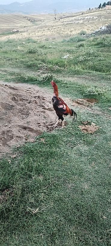 ucuz gullər: Salam alekum kim qapısına yaxşı hevan isdiyir buyurusun dedesi şamo — 1