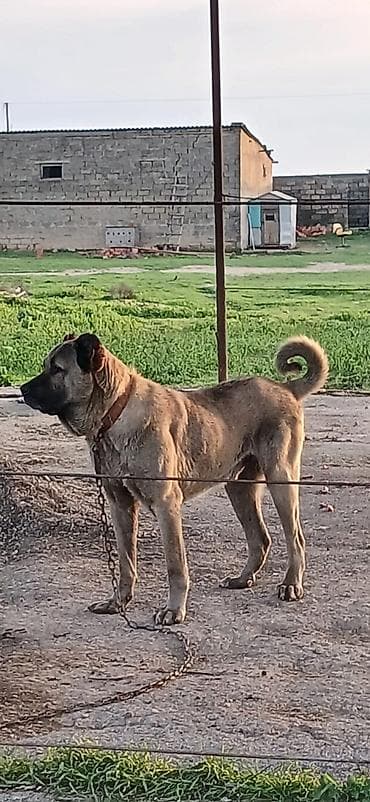 afçarka itlər: Kanqal, 2 il, Erkek, Peyvəndli, Ödənişli çatdırılma — 4