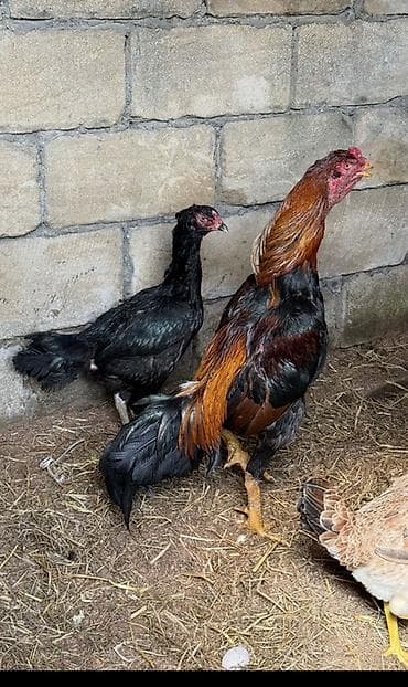 qoyun quzu satilir: Bir gözü kordur qiymet çox ucuzdur 1.8 yaşı var rayonlara çatdırılma — 3