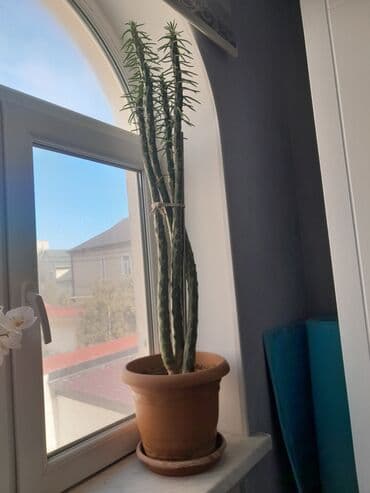 dəmir tikanı bitkisi: Kaktus torfa əkilib. Badamdardadı — 4