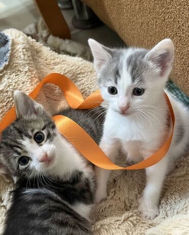 котенок в добрые руки: Самец, В добрые руки — 5